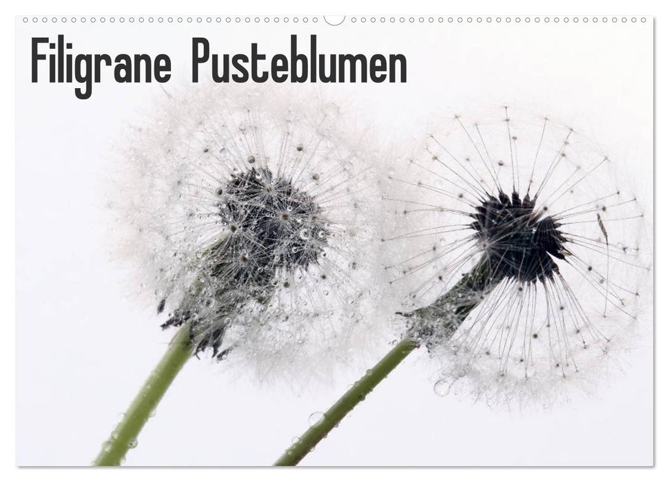 Filigrane Pusteblumen / Geburtstagskalender (CALVENDO Wandkalender 2025)