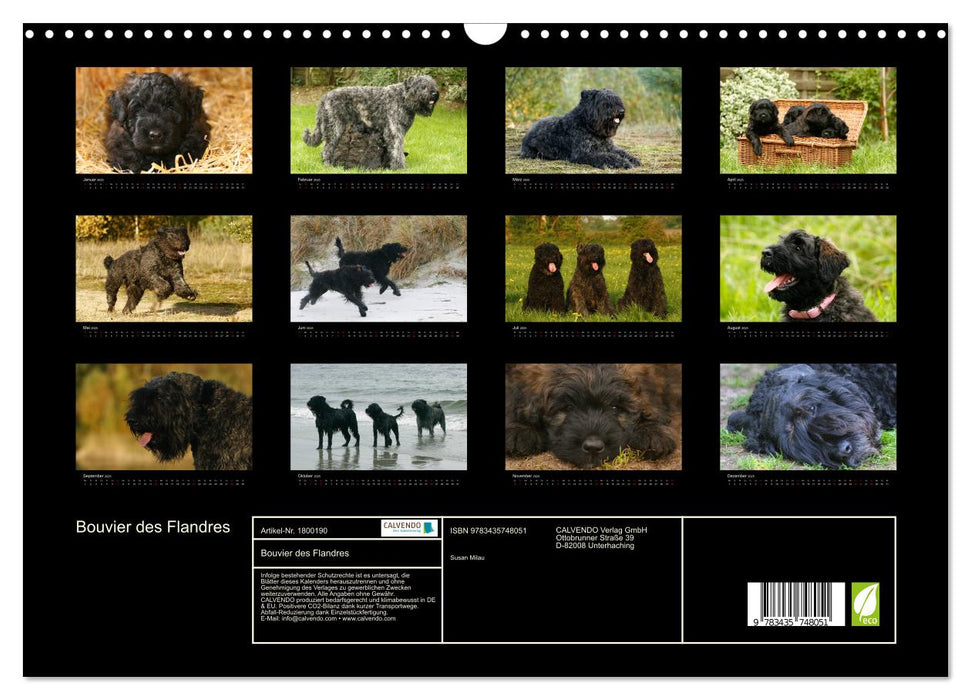 Bouvier des Flandres (CALVENDO Wandkalender 2025)