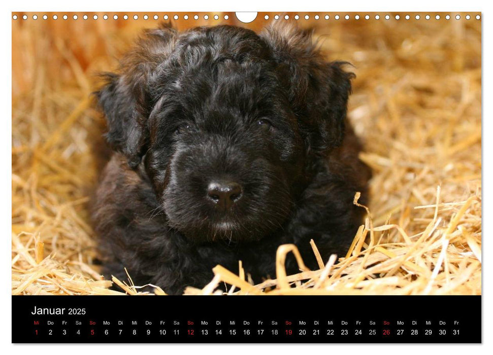 Bouvier des Flandres (CALVENDO Wandkalender 2025)