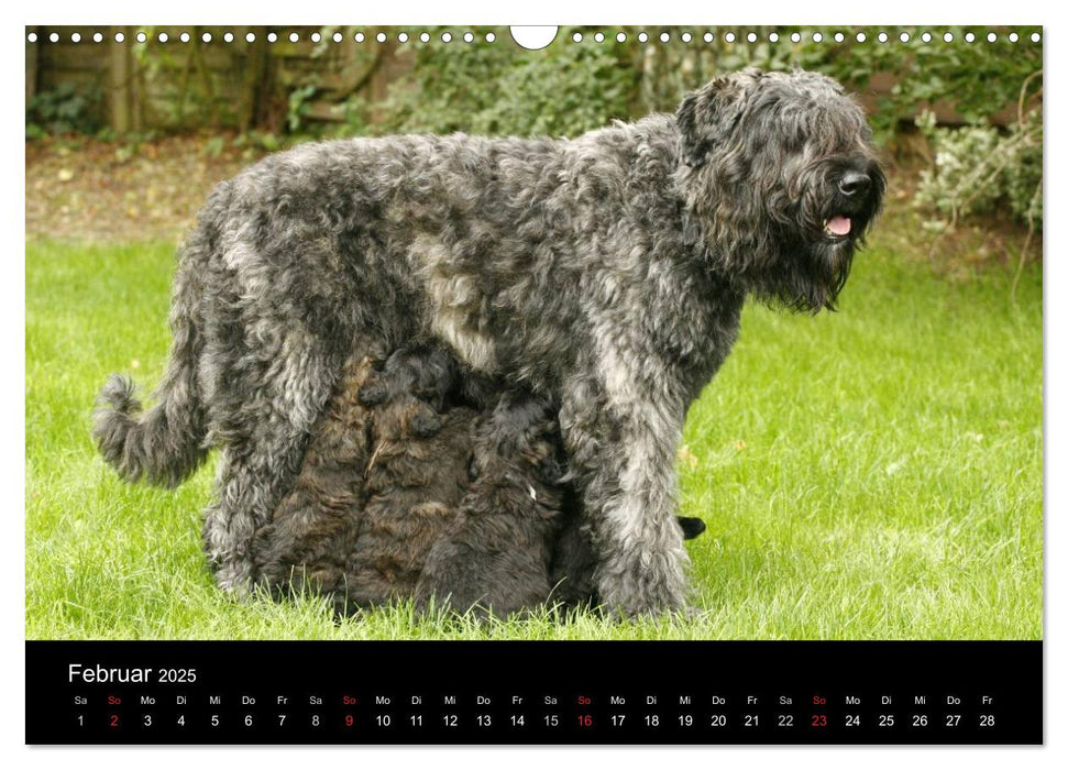 Bouvier des Flandres (CALVENDO Wandkalender 2025)