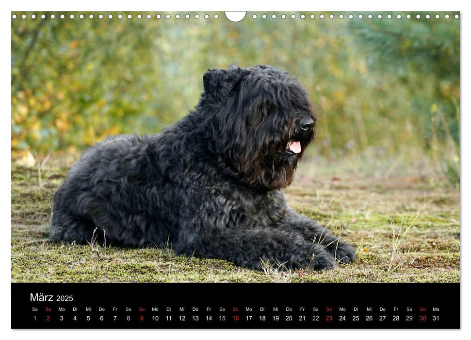 Bouvier des Flandres (CALVENDO Wandkalender 2025)