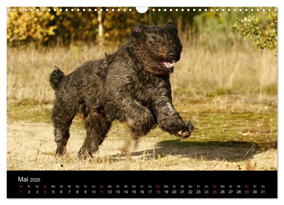 Bouvier des Flandres (CALVENDO Wandkalender 2025)