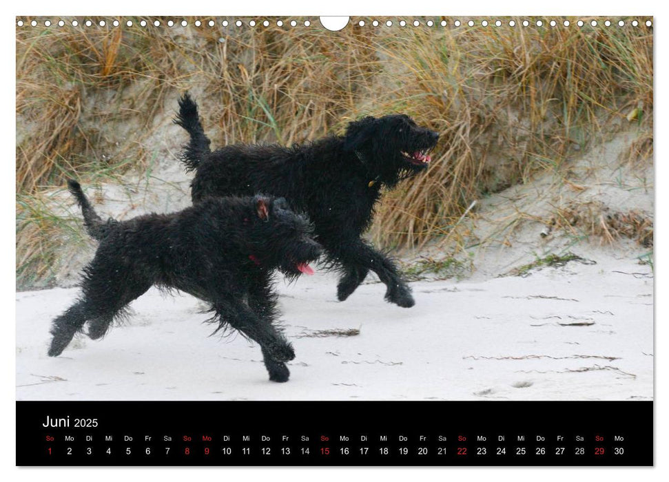 Bouvier des Flandres (CALVENDO Wandkalender 2025)