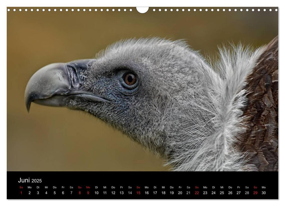 Raubvögel zum Greifen nahe (CALVENDO Wandkalender 2025)