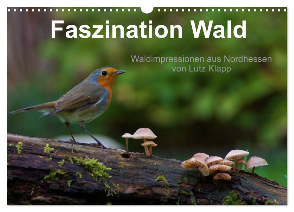 Faszination Wald. Waldimpressionen aus Nordhessen von Lutz Klapp (CALVENDO Wandkalender 2025)