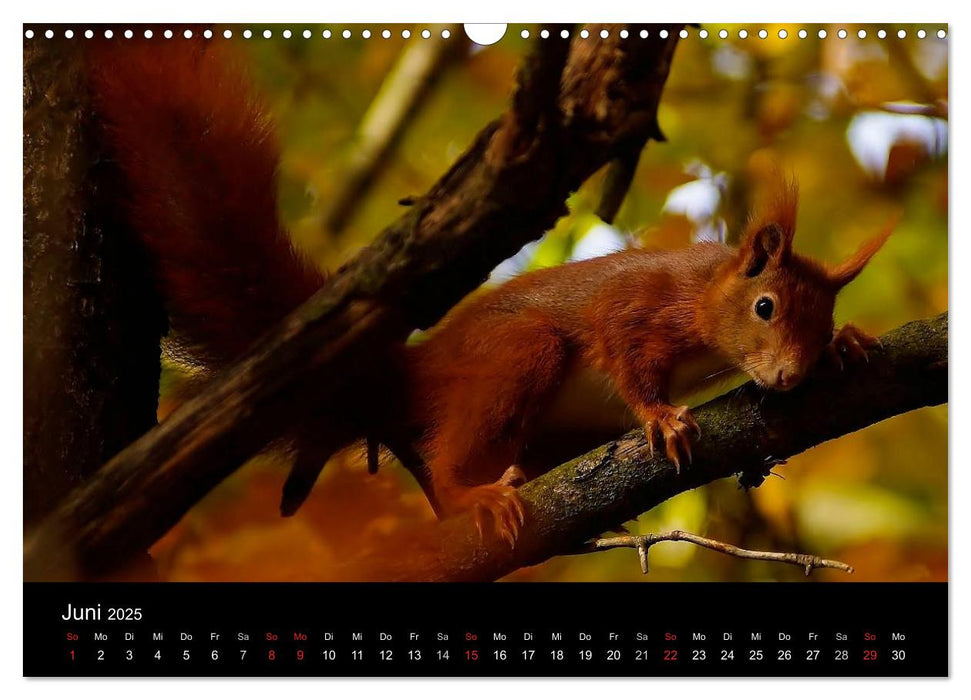 Faszination Wald. Waldimpressionen aus Nordhessen von Lutz Klapp (CALVENDO Wandkalender 2025)