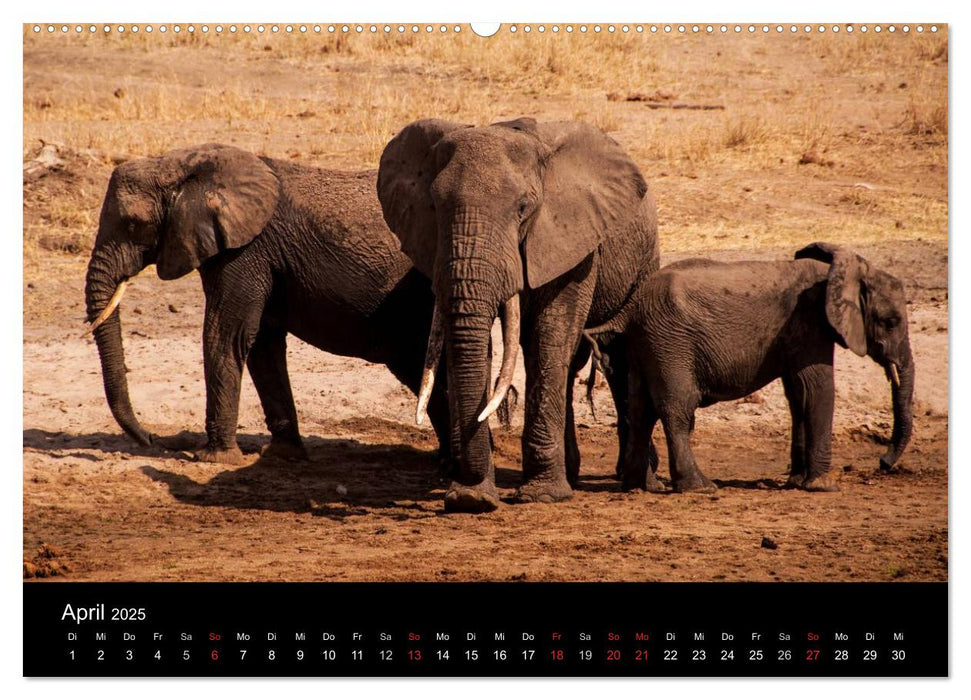 Wildes Afrika (CALVENDO Wandkalender 2025)