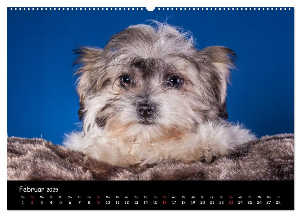 Bolonka Welpenstube (CALVENDO Premium Wandkalender 2025)