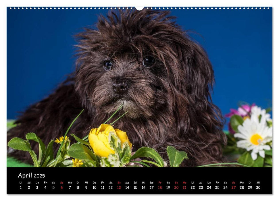 Bolonka Welpenstube (CALVENDO Premium Wandkalender 2025)