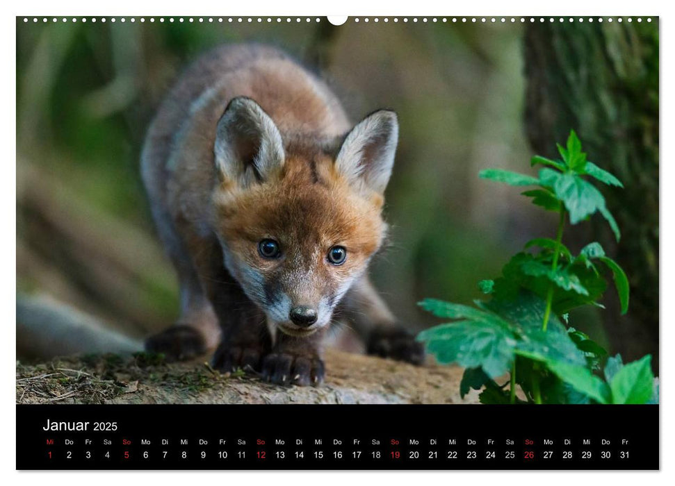 Füchse in freier Natur (CALVENDO Premium Wandkalender 2025)