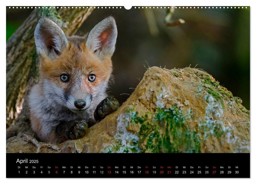 Füchse in freier Natur (CALVENDO Premium Wandkalender 2025)