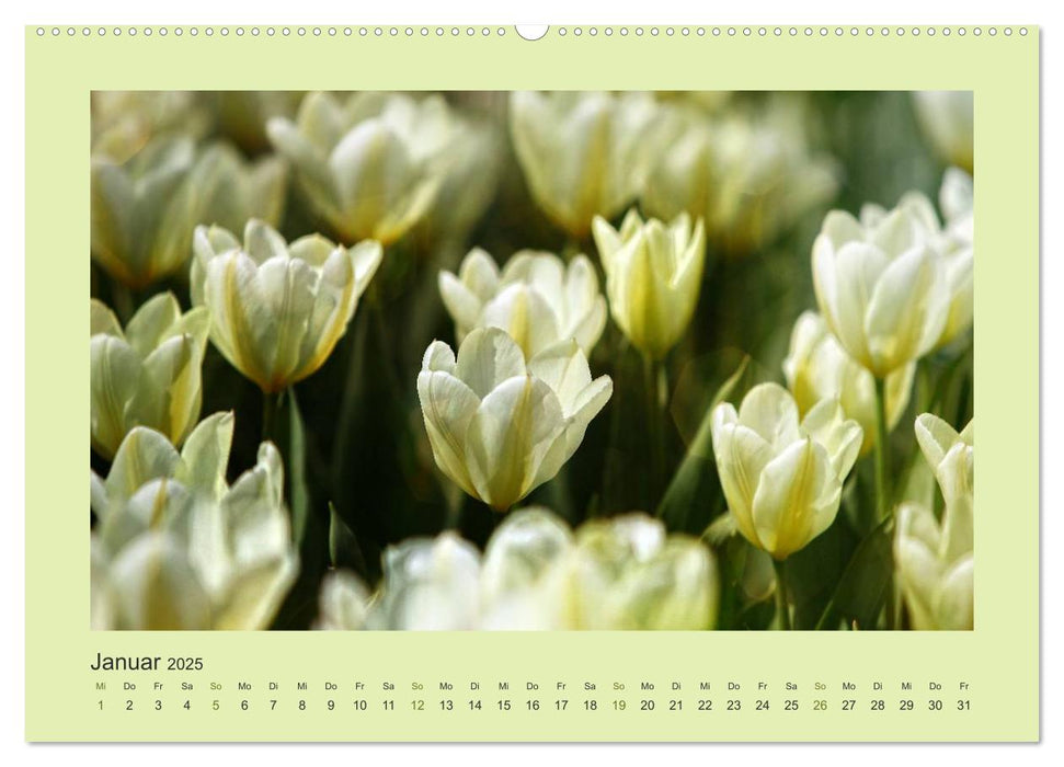 12 Farben (CALVENDO Premium Wandkalender 2025)