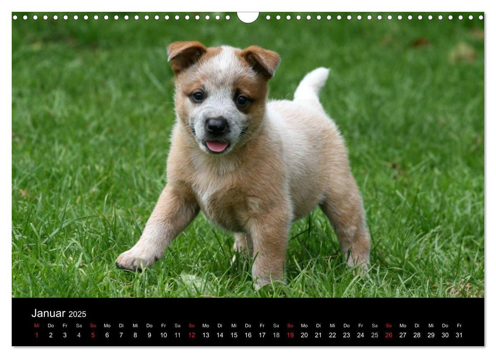 Australian Cattle Dog Welpen (CALVENDO Wandkalender 2025)