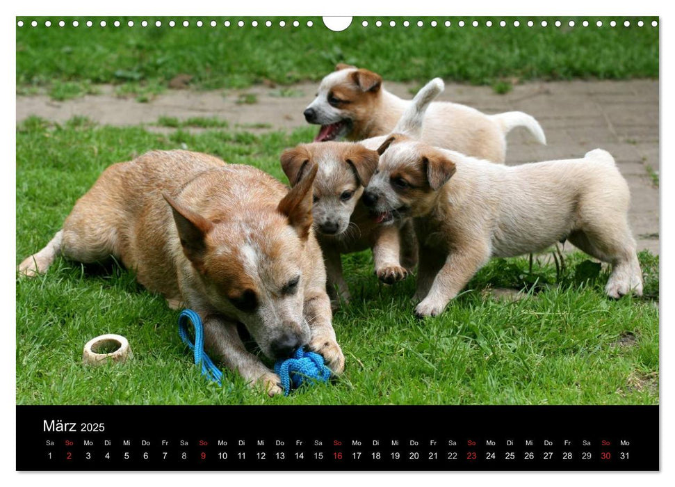 Australian Cattle Dog Welpen (CALVENDO Wandkalender 2025)