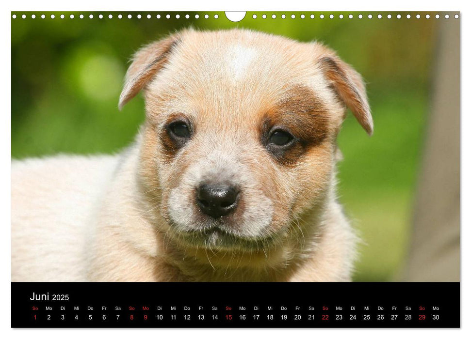 Australian Cattle Dog Welpen (CALVENDO Wandkalender 2025)