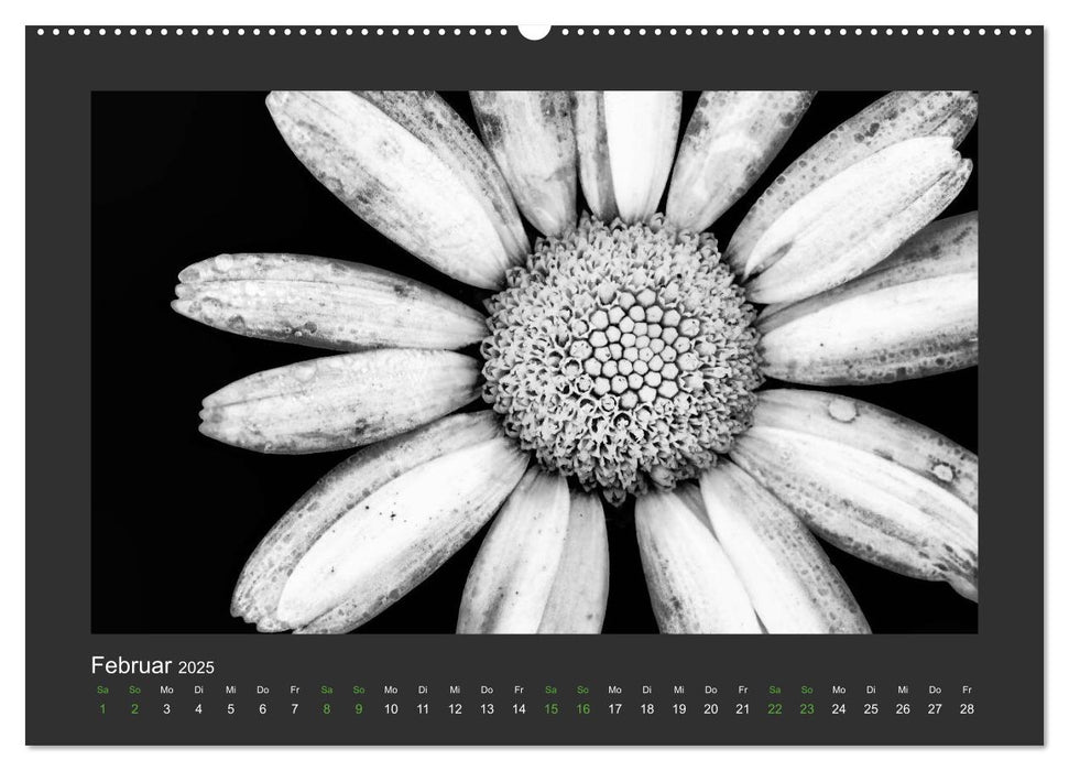 Pflanzen in Schwarz und Weiß (CALVENDO Premium Wandkalender 2025)