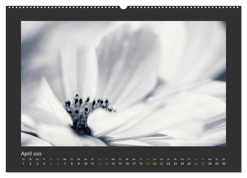 Pflanzen in Schwarz und Weiß (CALVENDO Premium Wandkalender 2025)