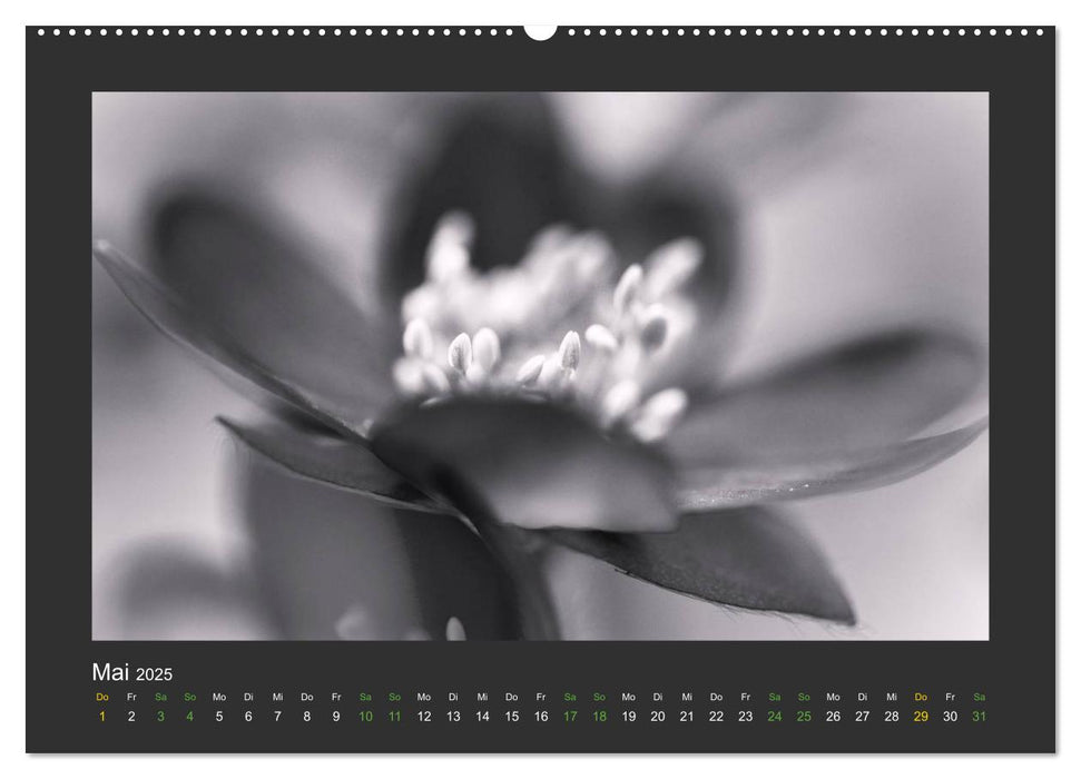 Pflanzen in Schwarz und Weiß (CALVENDO Premium Wandkalender 2025)