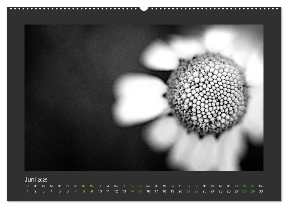 Pflanzen in Schwarz und Weiß (CALVENDO Premium Wandkalender 2025)