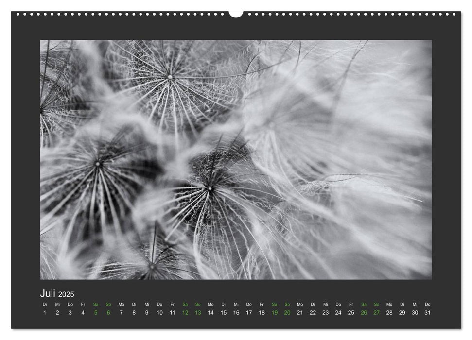Pflanzen in Schwarz und Weiß (CALVENDO Premium Wandkalender 2025)