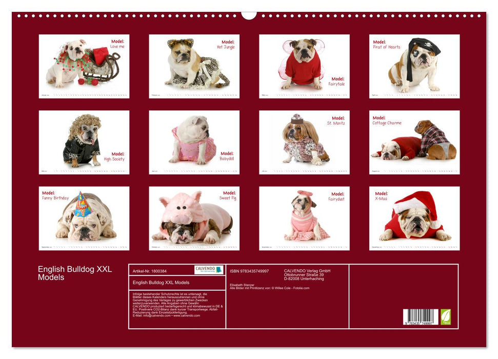 English Bulldog XXL Models (CALVENDO Wandkalender 2025)