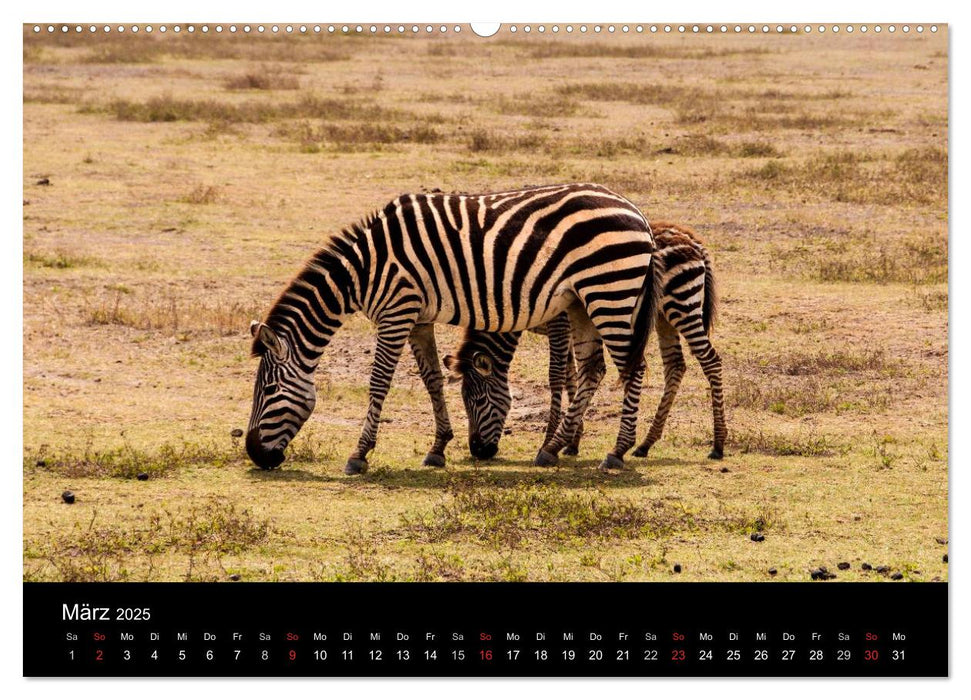 Wildes Afrika (CALVENDO Premium Wandkalender 2025)