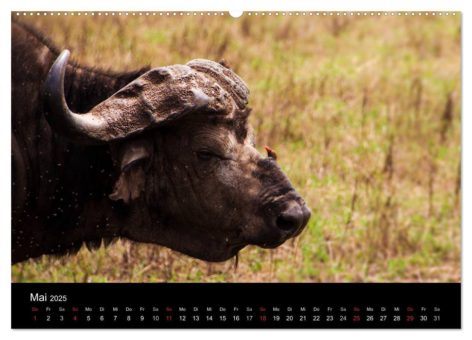 Wildes Afrika (CALVENDO Premium Wandkalender 2025)