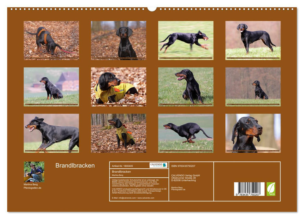 Brandlbracken (CALVENDO Premium Wandkalender 2025)