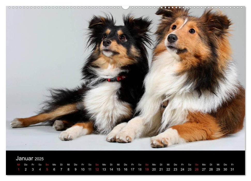 Shelties 2025 (CALVENDO Premium Wandkalender 2025)