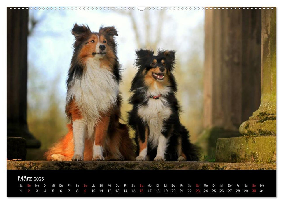 Shelties 2025 (CALVENDO Premium Wandkalender 2025)