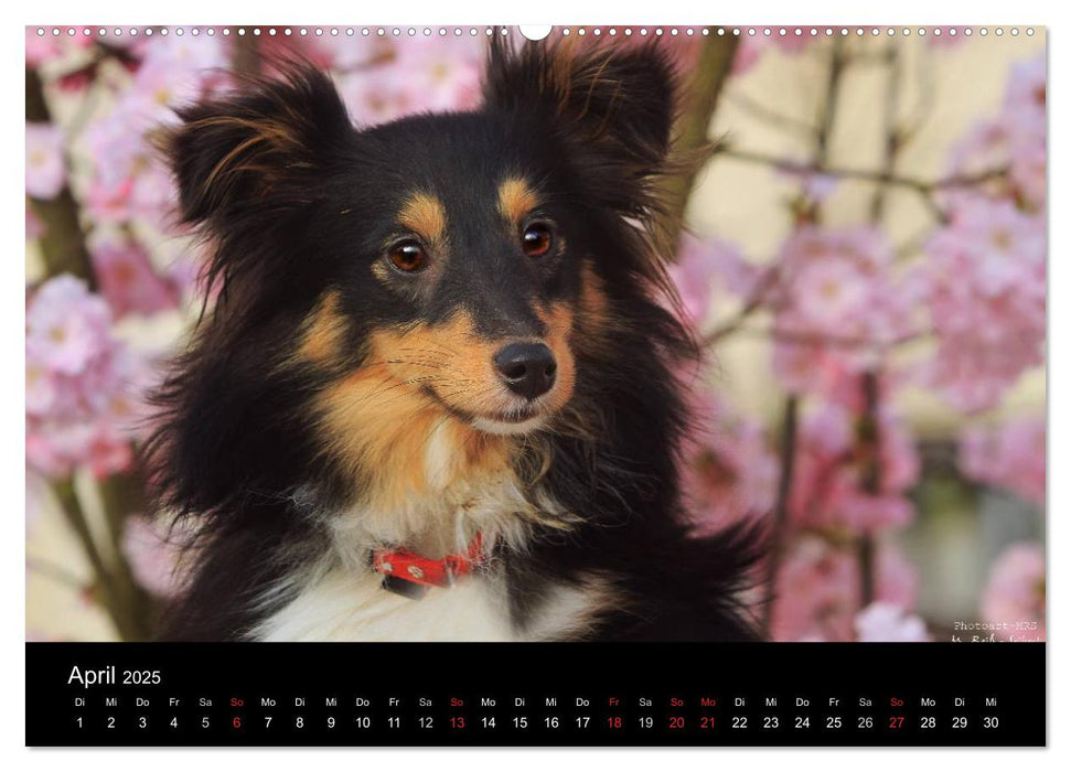 Shelties 2025 (CALVENDO Premium Wandkalender 2025)