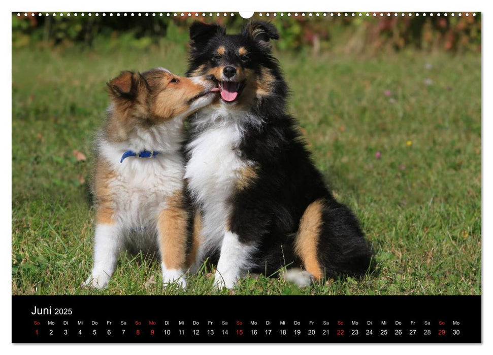 Shelties 2025 (CALVENDO Premium Wandkalender 2025)