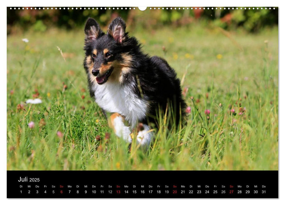 Shelties 2025 (CALVENDO Premium Wandkalender 2025)