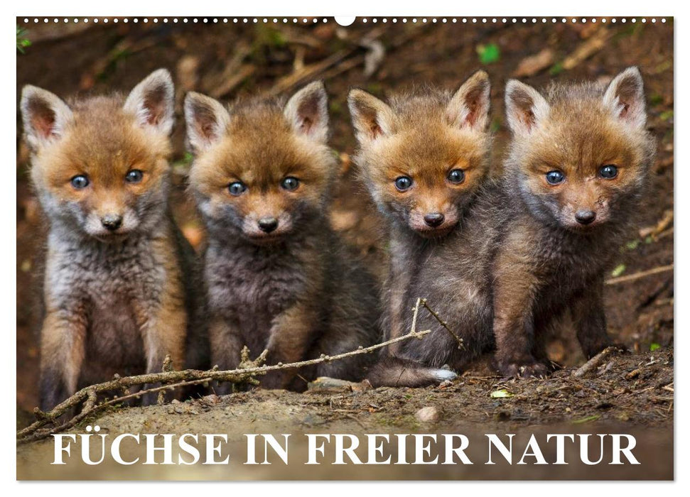 Füchse in freier Natur (CALVENDO Wandkalender 2025)