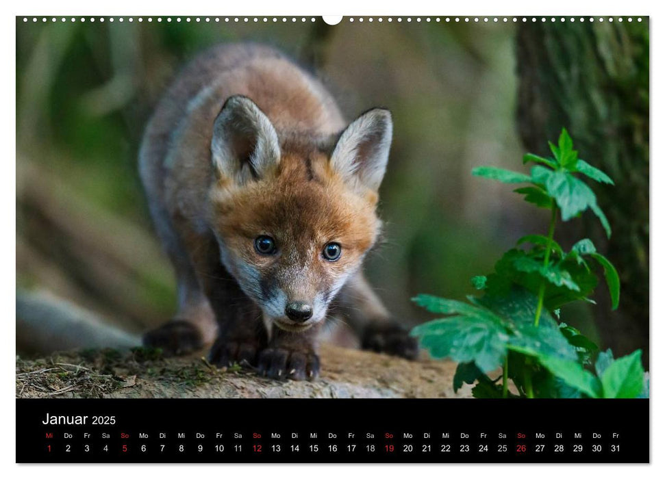 Füchse in freier Natur (CALVENDO Wandkalender 2025)