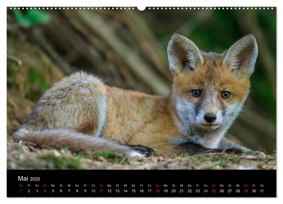 Füchse in freier Natur (CALVENDO Wandkalender 2025)
