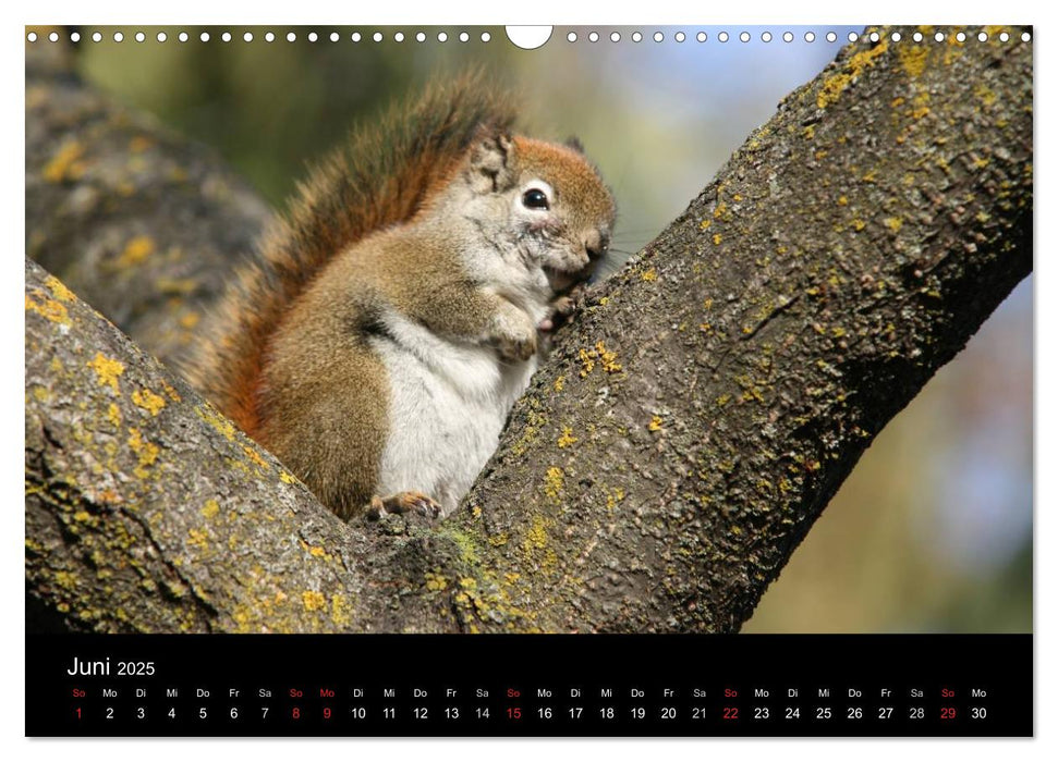 Nordwelten (CALVENDO Wandkalender 2025)