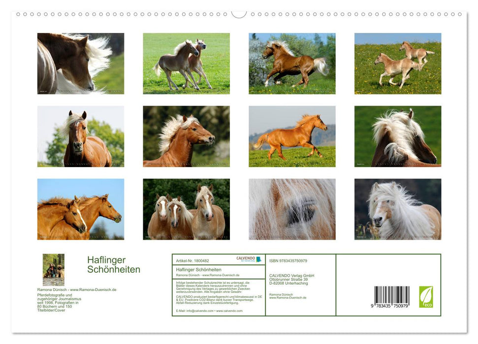 Haflinger Schönheiten (CALVENDO Premium Wandkalender 2025)