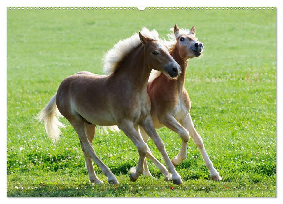 Haflinger Schönheiten (CALVENDO Premium Wandkalender 2025)