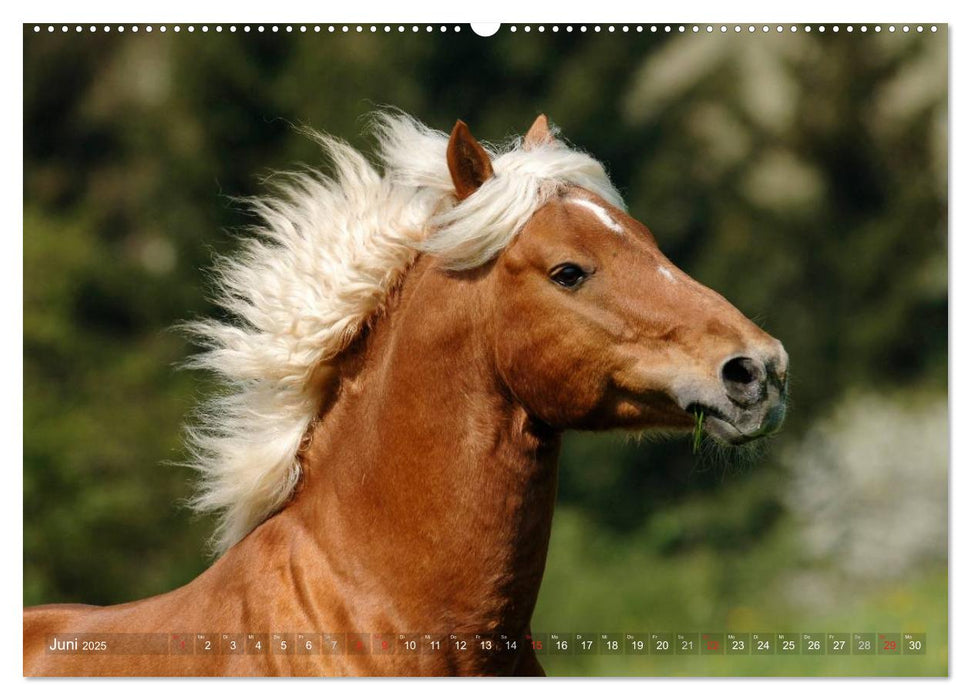 Haflinger Schönheiten (CALVENDO Premium Wandkalender 2025)