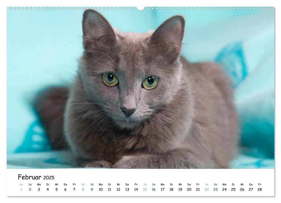 Nebelung Katzen (CALVENDO Premium Wandkalender 2025)