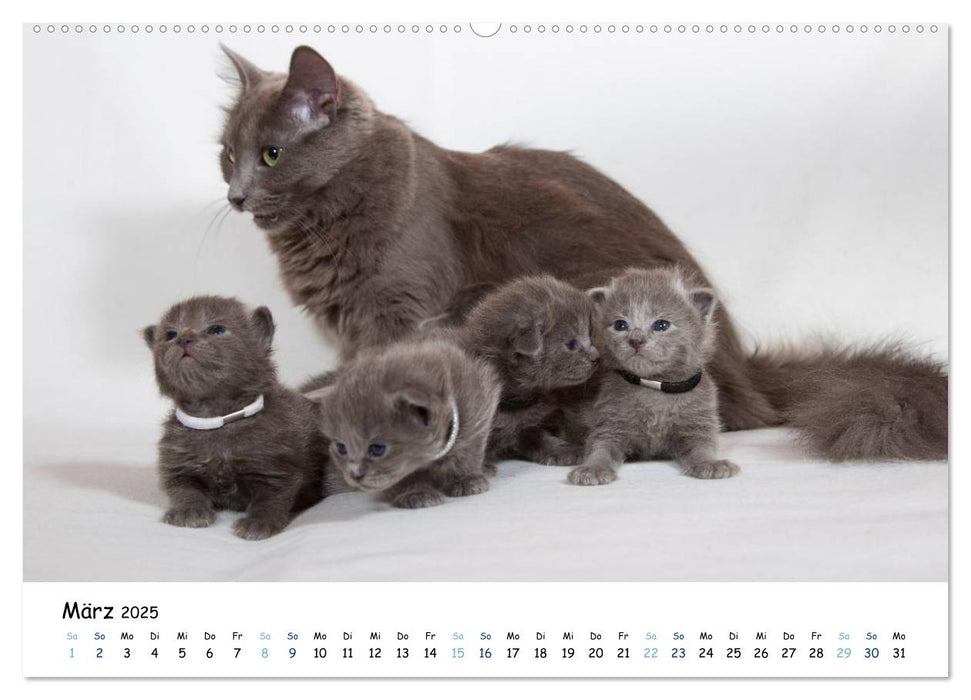 Nebelung Katzen (CALVENDO Premium Wandkalender 2025)