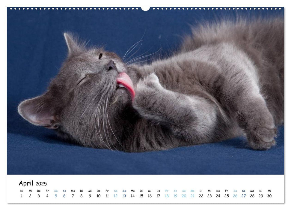 Nebelung Katzen (CALVENDO Premium Wandkalender 2025)