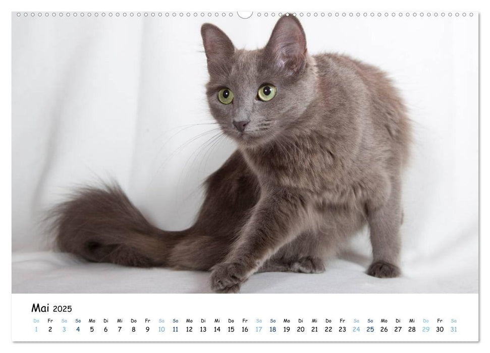 Nebelung Katzen (CALVENDO Premium Wandkalender 2025)