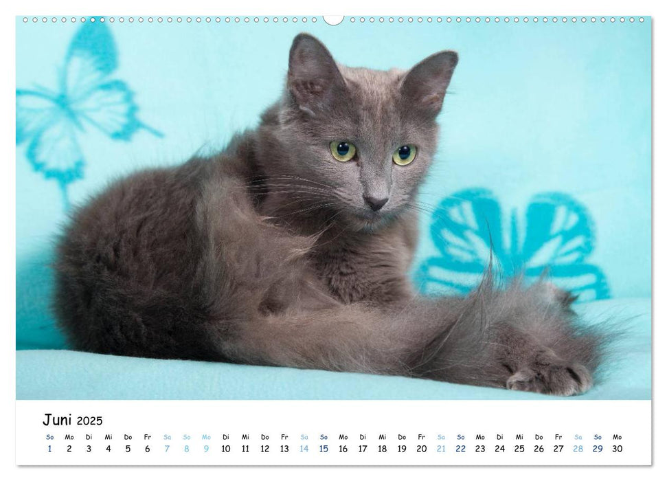 Nebelung Katzen (CALVENDO Premium Wandkalender 2025)