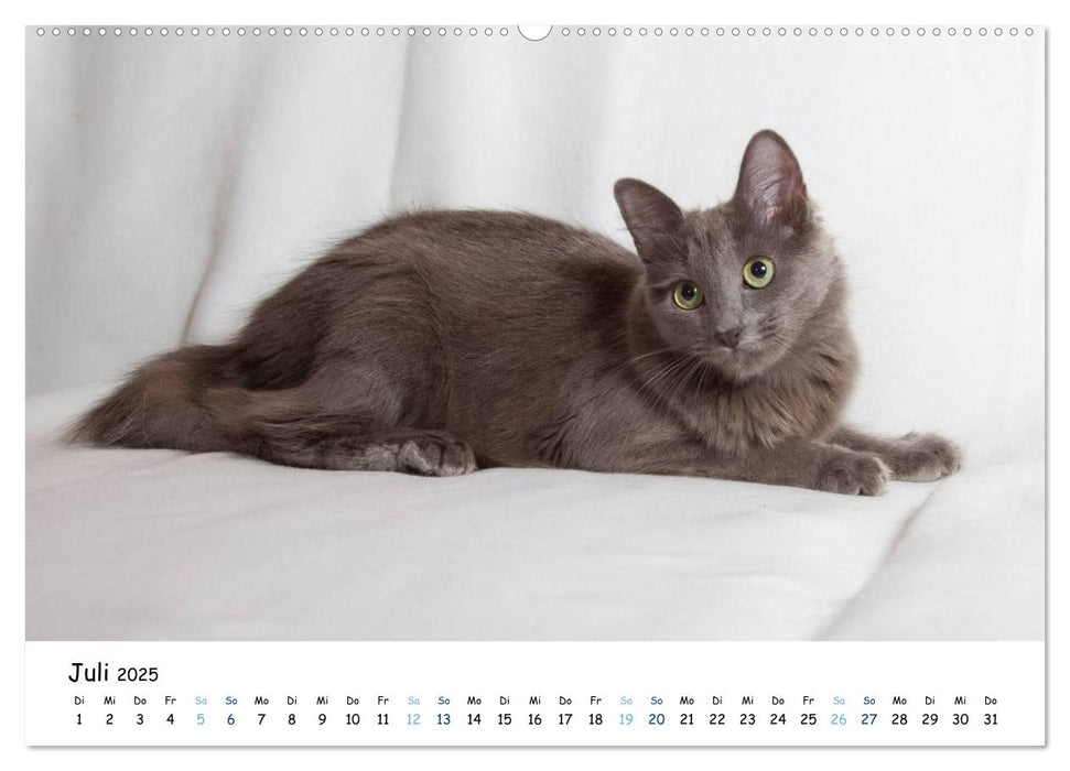 Nebelung Katzen (CALVENDO Premium Wandkalender 2025)