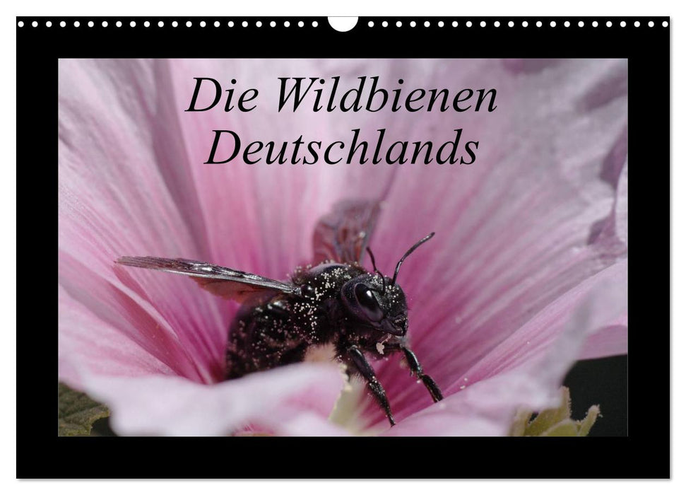 Die Wildbienen Deutschlands (CALVENDO Wandkalender 2025)