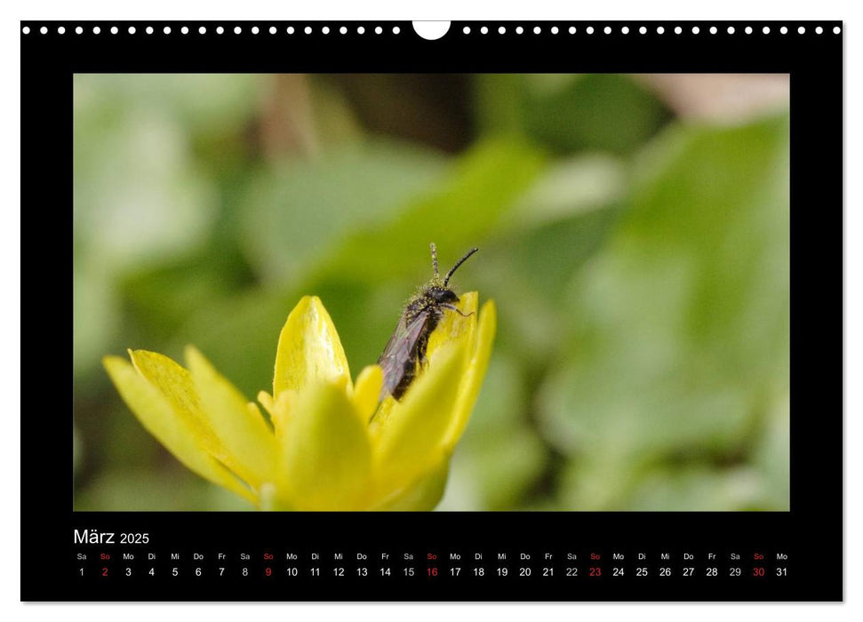 Die Wildbienen Deutschlands (CALVENDO Wandkalender 2025)