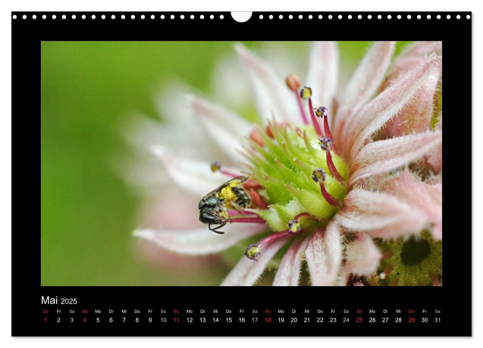 Die Wildbienen Deutschlands (CALVENDO Wandkalender 2025)