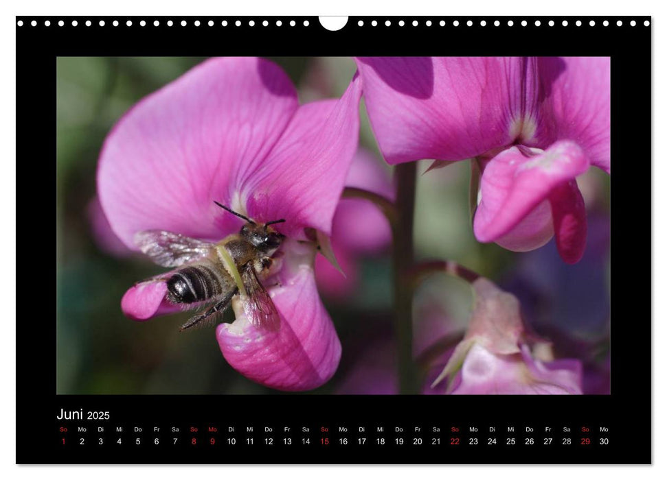 Die Wildbienen Deutschlands (CALVENDO Wandkalender 2025)